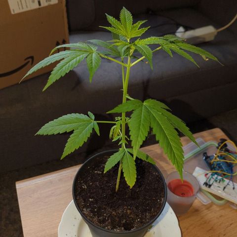 Bob growlog timeline photo