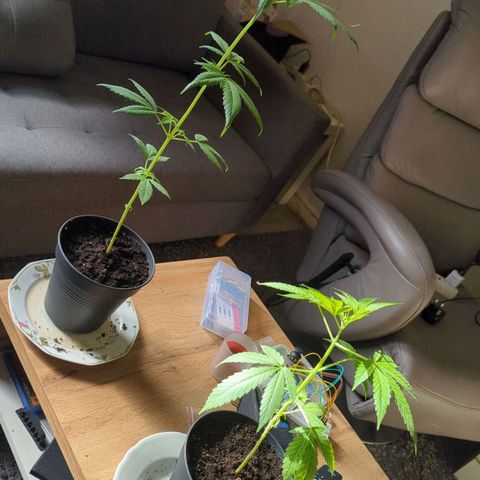 Bob growlog timeline photo