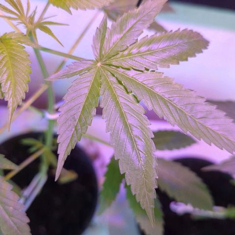 Bob growlog timeline photo