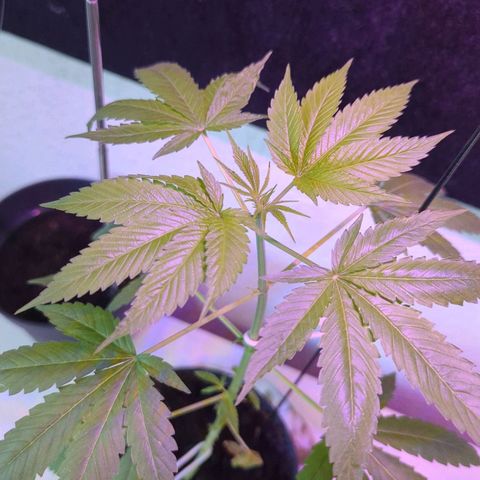 Bob growlog timeline photo