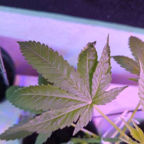 Bob growlog timeline photo