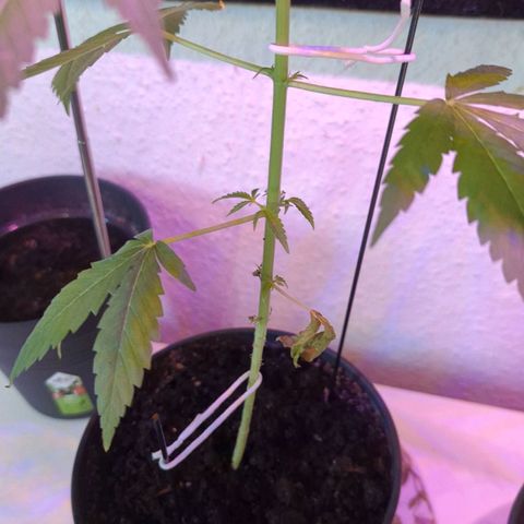 Bob growlog timeline photo