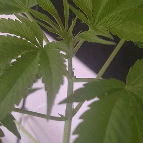 Bob growlog timeline photo
