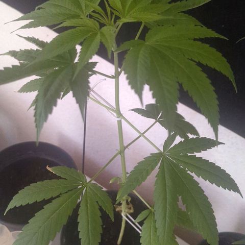Bob growlog timeline photo