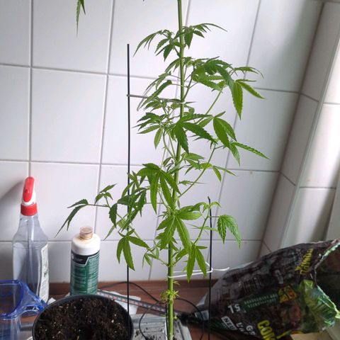 Bob growlog timeline photo