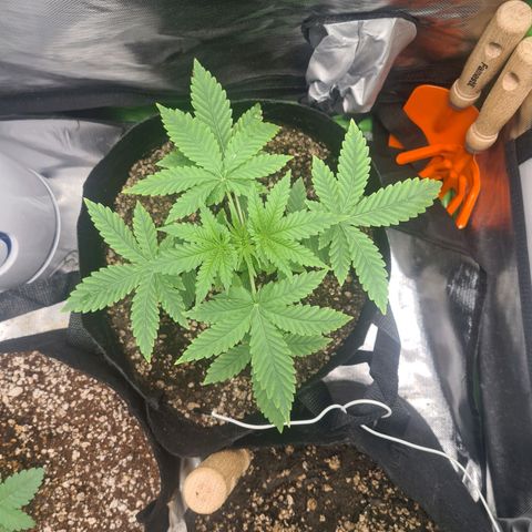 Gorilla Zkittlez #1 growlog timeline photo