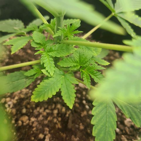 Gorilla Zkittlez #1 growlog timeline photo