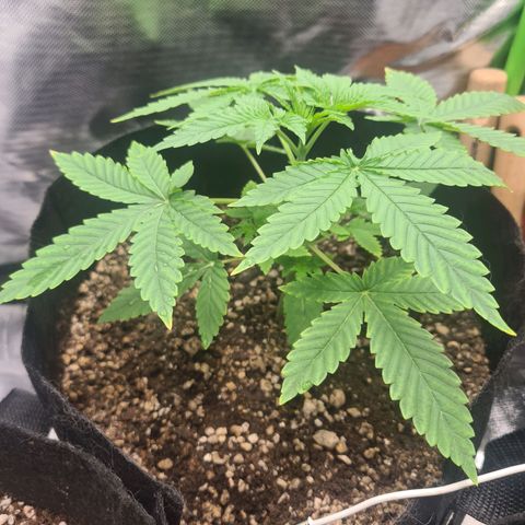 Gorilla Zkittlez #1 growlog timeline photo