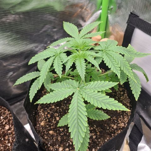 Gorilla Zkittlez #1 growlog timeline photo