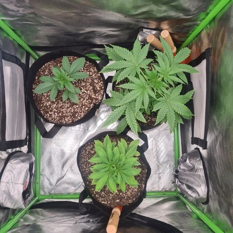 Gorilla Zkittlez #1 growlog timeline photo