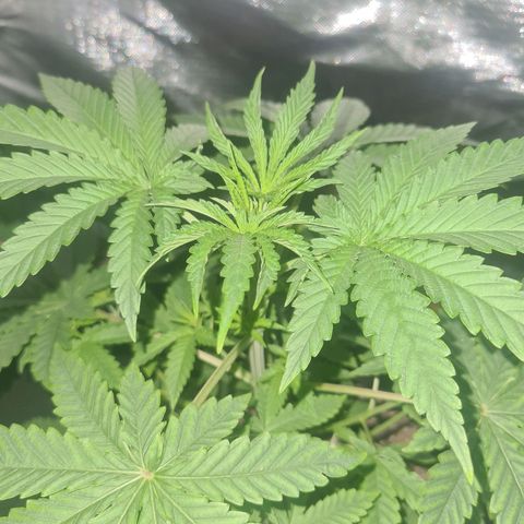 Gorilla Zkittlez #1 growlog timeline photo