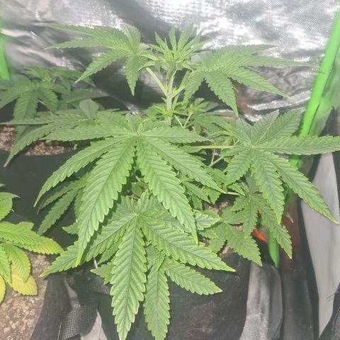 Gorilla Zkittlez #1 growlog timeline photo