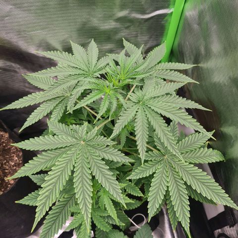 Gorilla Zkittlez #1 growlog timeline photo