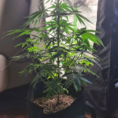 Gorilla Zkittlez #1 growlog timeline photo