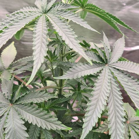 Gorilla Zkittlez #1 growlog timeline photo
