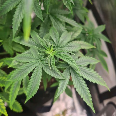 Gorilla Zkittlez #1 growlog timeline photo