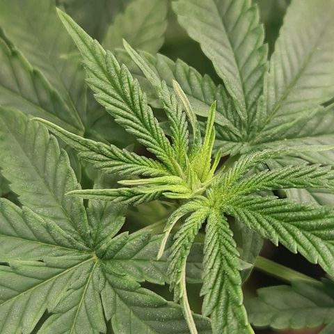 Gorilla Zkittlez #1 growlog timeline photo