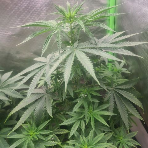 Gorilla Zkittlez #1 growlog timeline photo