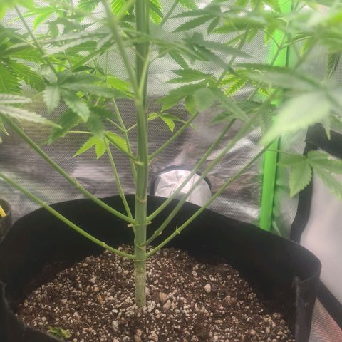 Gorilla Zkittlez #1 growlog timeline photo