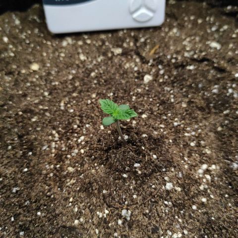 Double Cookies Auto growlog timeline photo