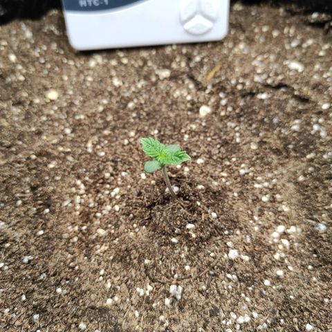 Double Cookies Auto growlog timeline photo