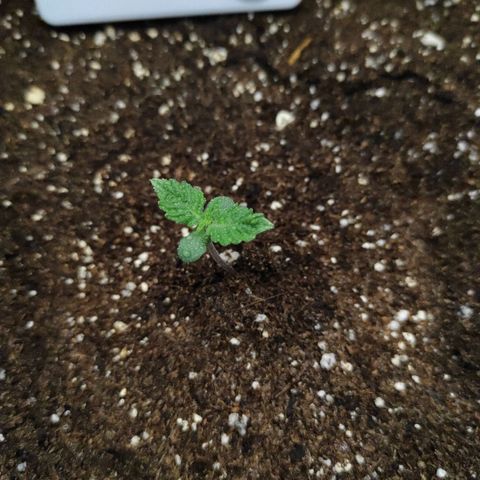 Double Cookies Auto growlog timeline photo