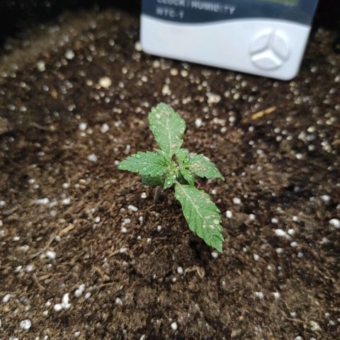 Double Cookies Auto growlog timeline photo