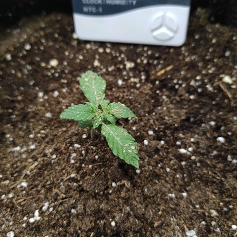 Double Cookies Auto growlog timeline photo
