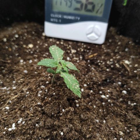 Double Cookies Auto growlog timeline photo