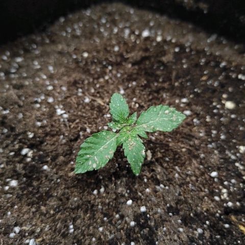 Double Cookies Auto growlog timeline photo