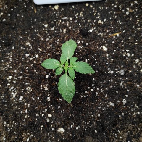 Double Cookies Auto growlog timeline photo
