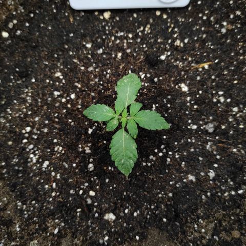 Double Cookies Auto growlog timeline photo
