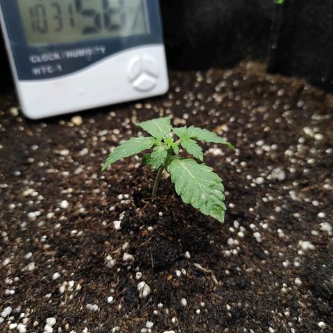 Double Cookies Auto growlog timeline photo