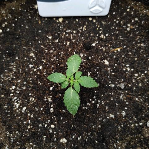 Double Cookies Auto growlog timeline photo