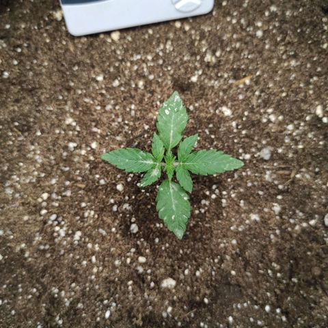 Double Cookies Auto growlog timeline photo