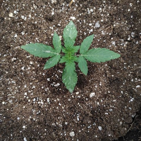 Double Cookies Auto growlog timeline photo