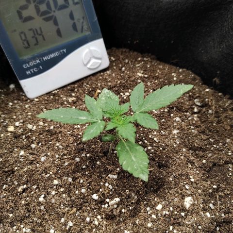 Double Cookies Auto growlog timeline photo