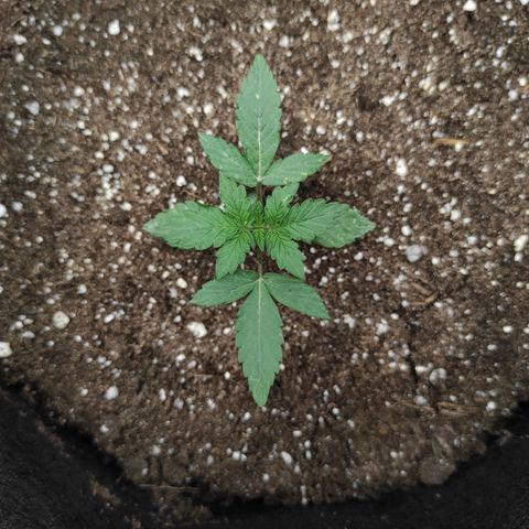 Double Cookies Auto growlog timeline photo