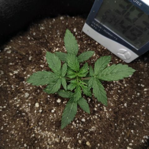 Double Cookies Auto growlog timeline photo