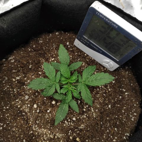 Double Cookies Auto growlog timeline photo