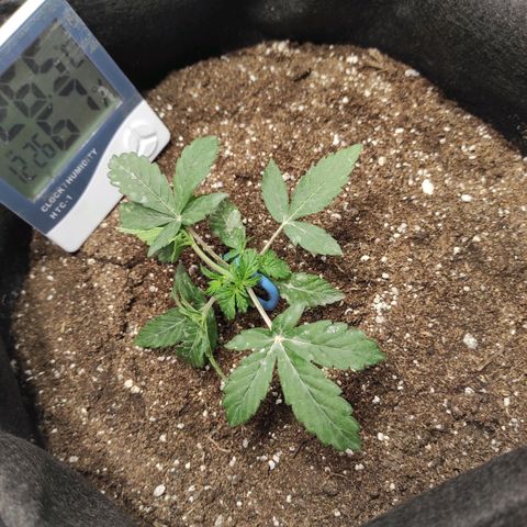 Double Cookies Auto growlog timeline photo