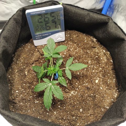 Double Cookies Auto growlog timeline photo