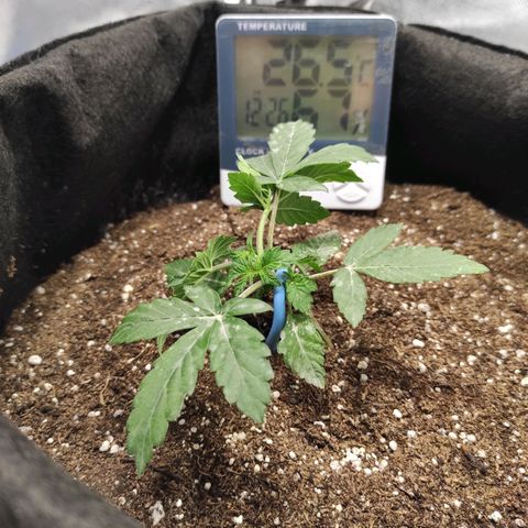 Double Cookies Auto growlog timeline photo