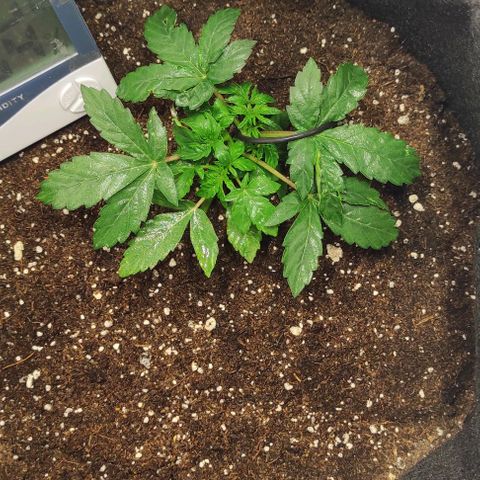 Double Cookies Auto growlog timeline photo