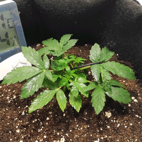 Double Cookies Auto growlog timeline photo