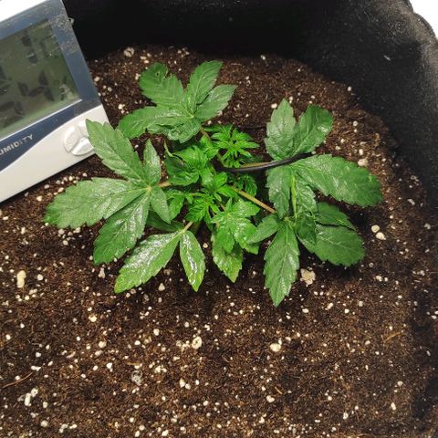 Double Cookies Auto growlog timeline photo