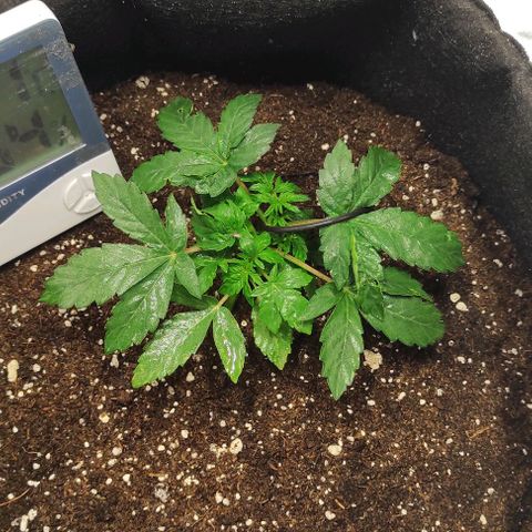 Double Cookies Auto growlog timeline photo