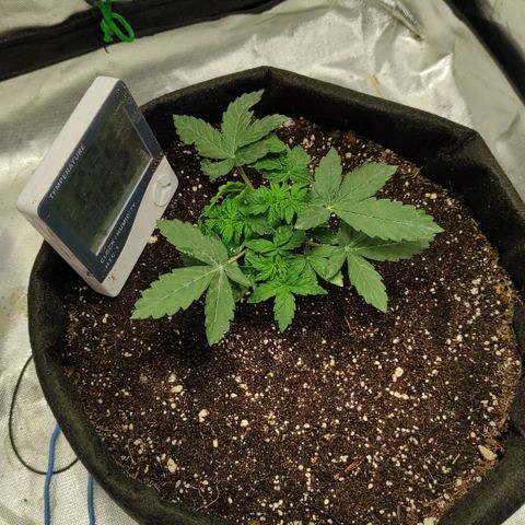 Double Cookies Auto growlog timeline photo