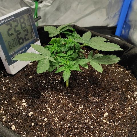 Double Cookies Auto growlog timeline photo