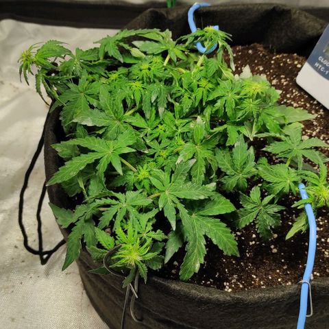 Double Cookies Auto growlog timeline photo